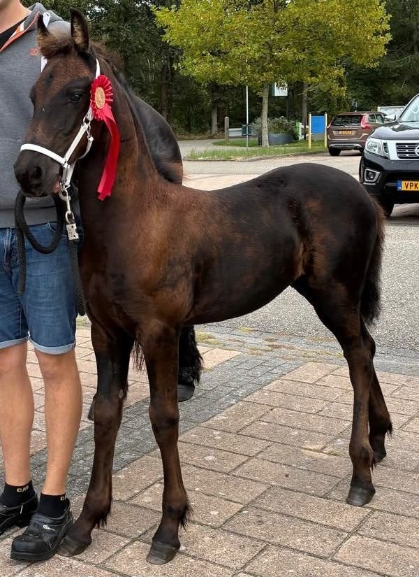 Fries hengsten veulen Vol papier, Dieren en Toebehoren, Minder dan 160 cm, Met stamboom, Niet van toepassing, Dressuurpaard
