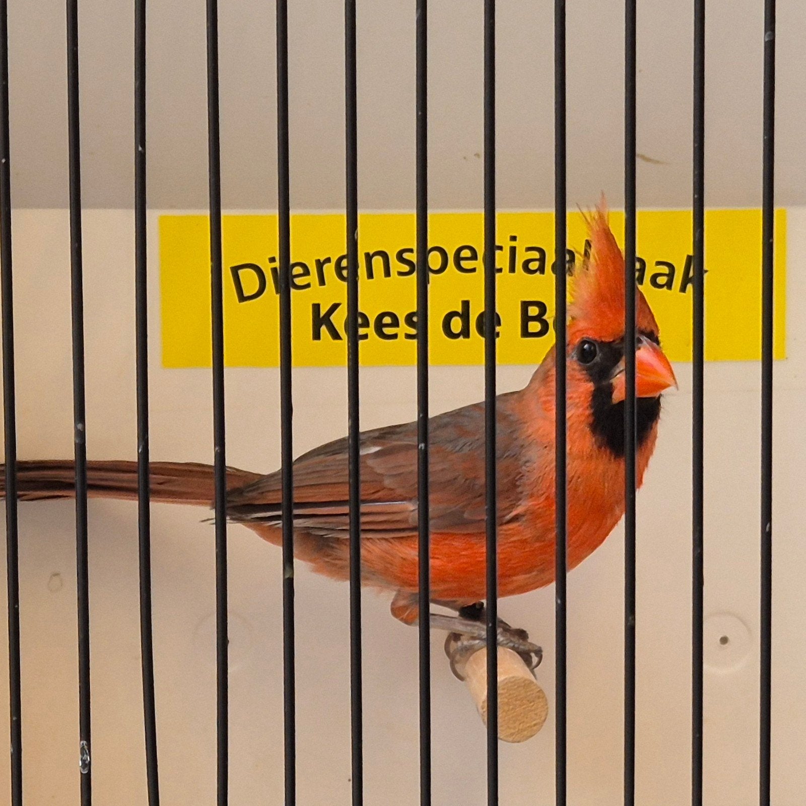 Rode kardinaal man, Dieren en Toebehoren, Vogels | Overige Vogels, Mannelijk