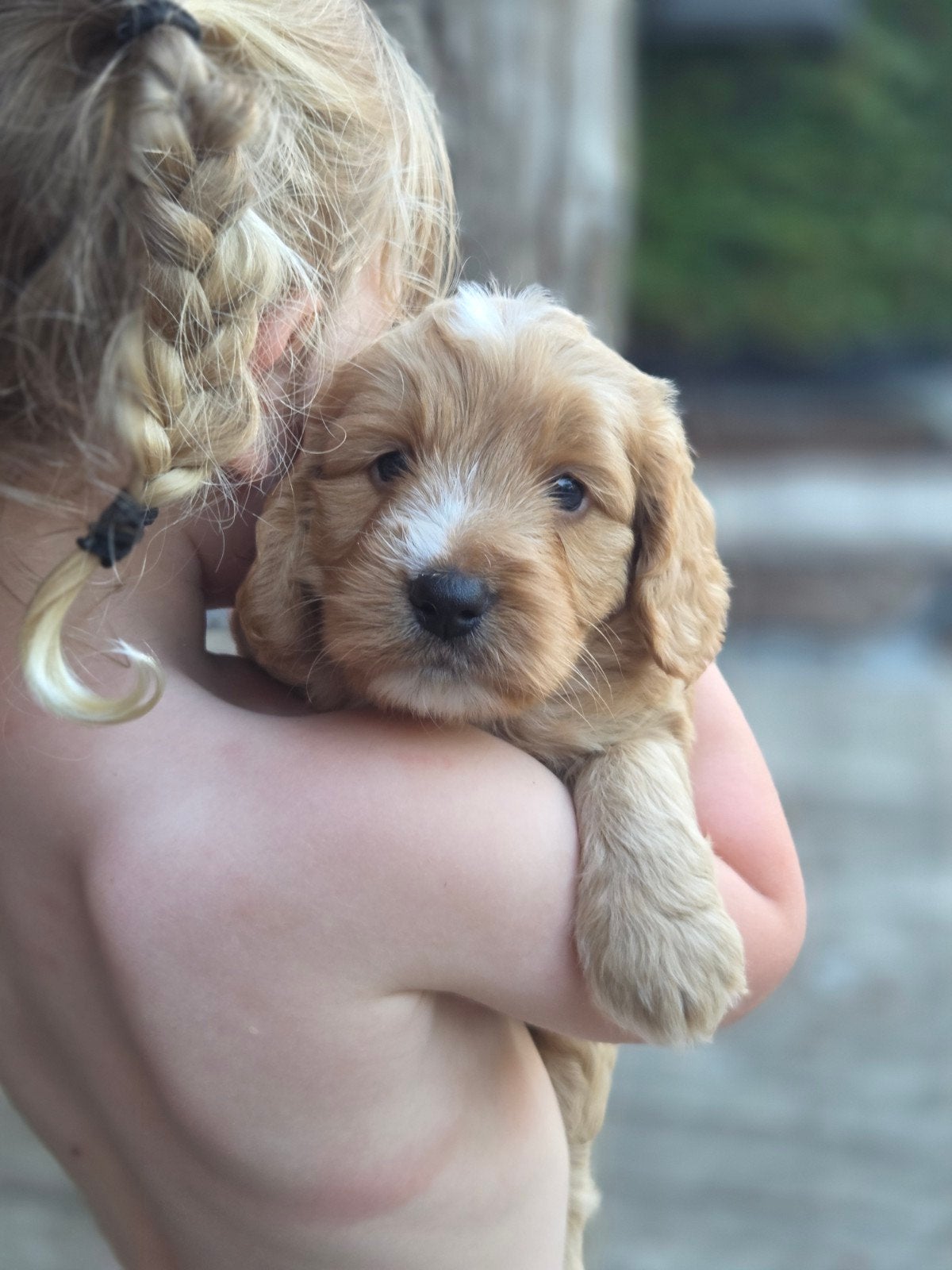 Cockapoo pups te koop, Parvo, Overige rassen, 8 tot 15 weken, Meerdere