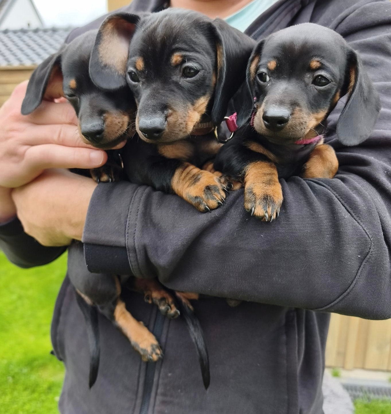 Raszuivere black en tan dwerg teckel pups, Reu, 8 tot 15 weken, Korthaar, Dwerg