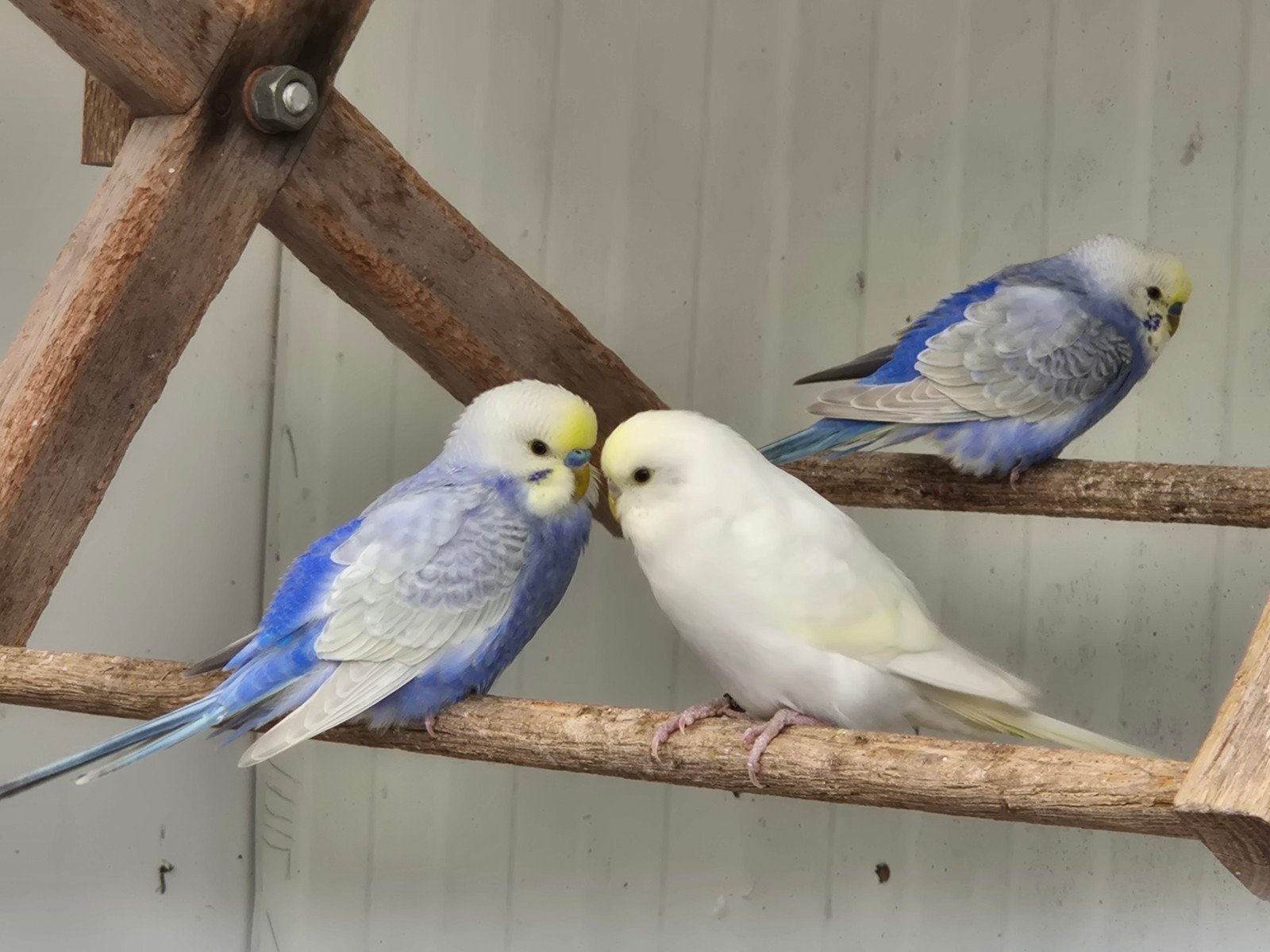 Regenboog grasparkieten 2026, Dieren en Toebehoren, Vogels | Parkieten en Papegaaien, Meerdere dieren, Parkiet, Geringd