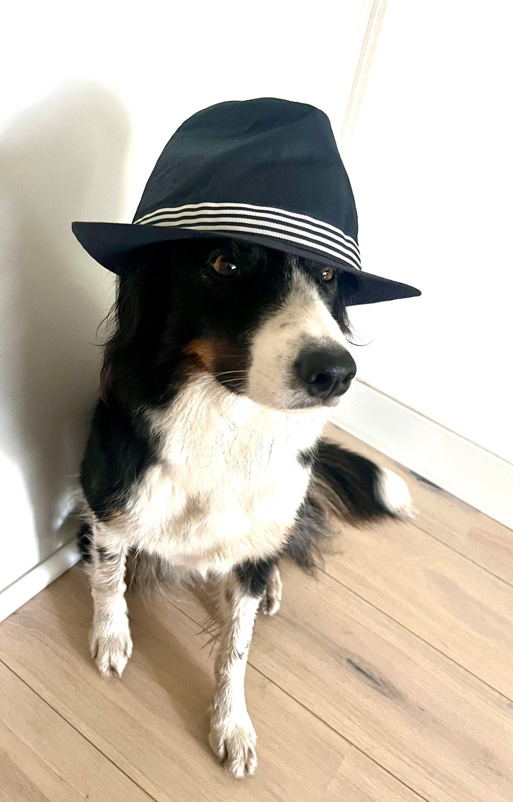 Diverse dames hoedjes katoen: François Girbaud (zonder hond), Ophalen of Verzenden, Gedragen, 55 cm (S, 6⅞ inch) of minder, Hoed