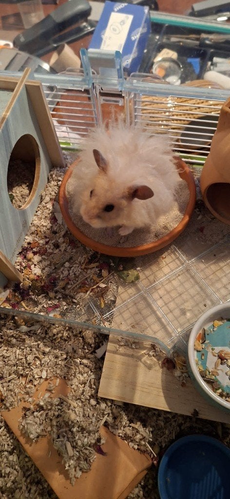Knaagdieren oppas huiselijke kring, Dieren en Toebehoren, Knaagdieren, Mei, Meerdere dieren, Cavia
