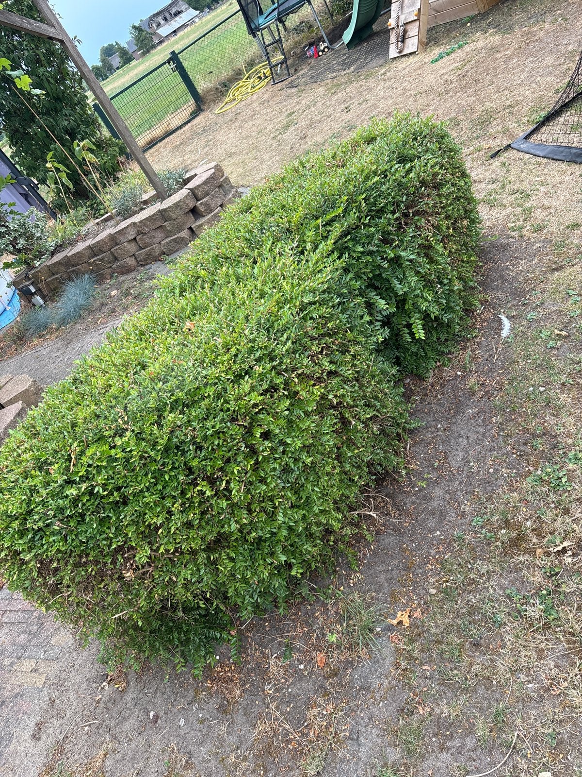 2 buxus hagen ong 70-80 cm hoog, Ophalen, Overige soorten, Haag, 100 tot 250 cm