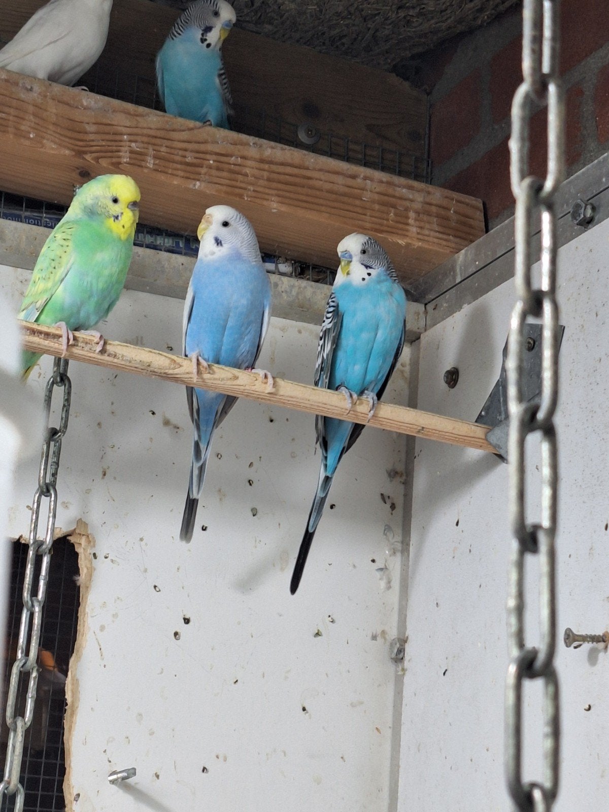 grasparkieten, Meerdere dieren, Parkiet, Geringd
