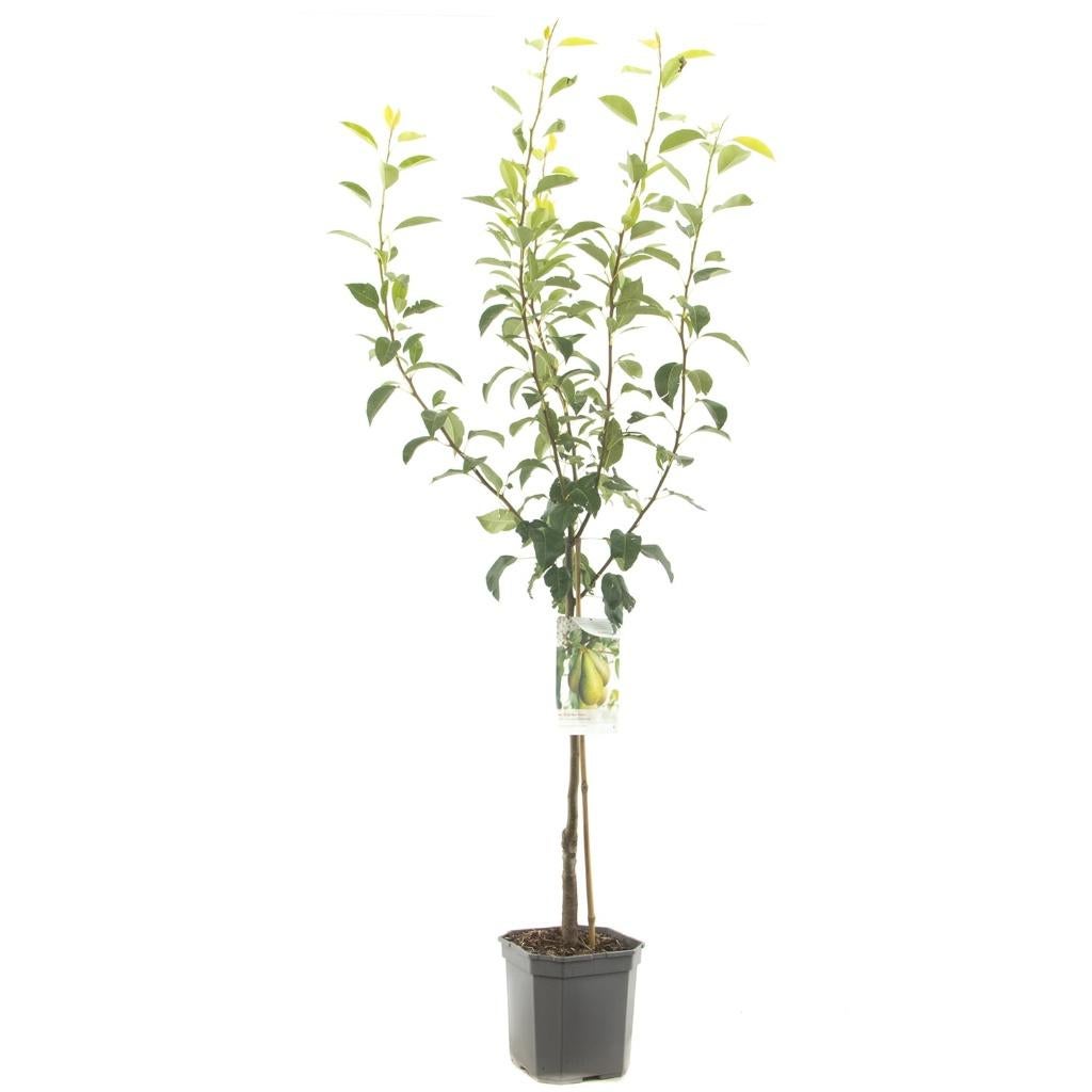 Perenboom Conference, Tuin en Terras, Ophalen, Lente, Volle zon, 100 tot 250 cm