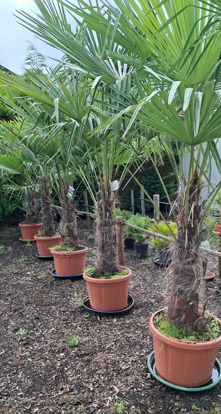 Palmboom trachycarpus fortunei winterhard., Tuin en Terras, 100 tot 250 cm, Zomer, Palmboom, Ophalen