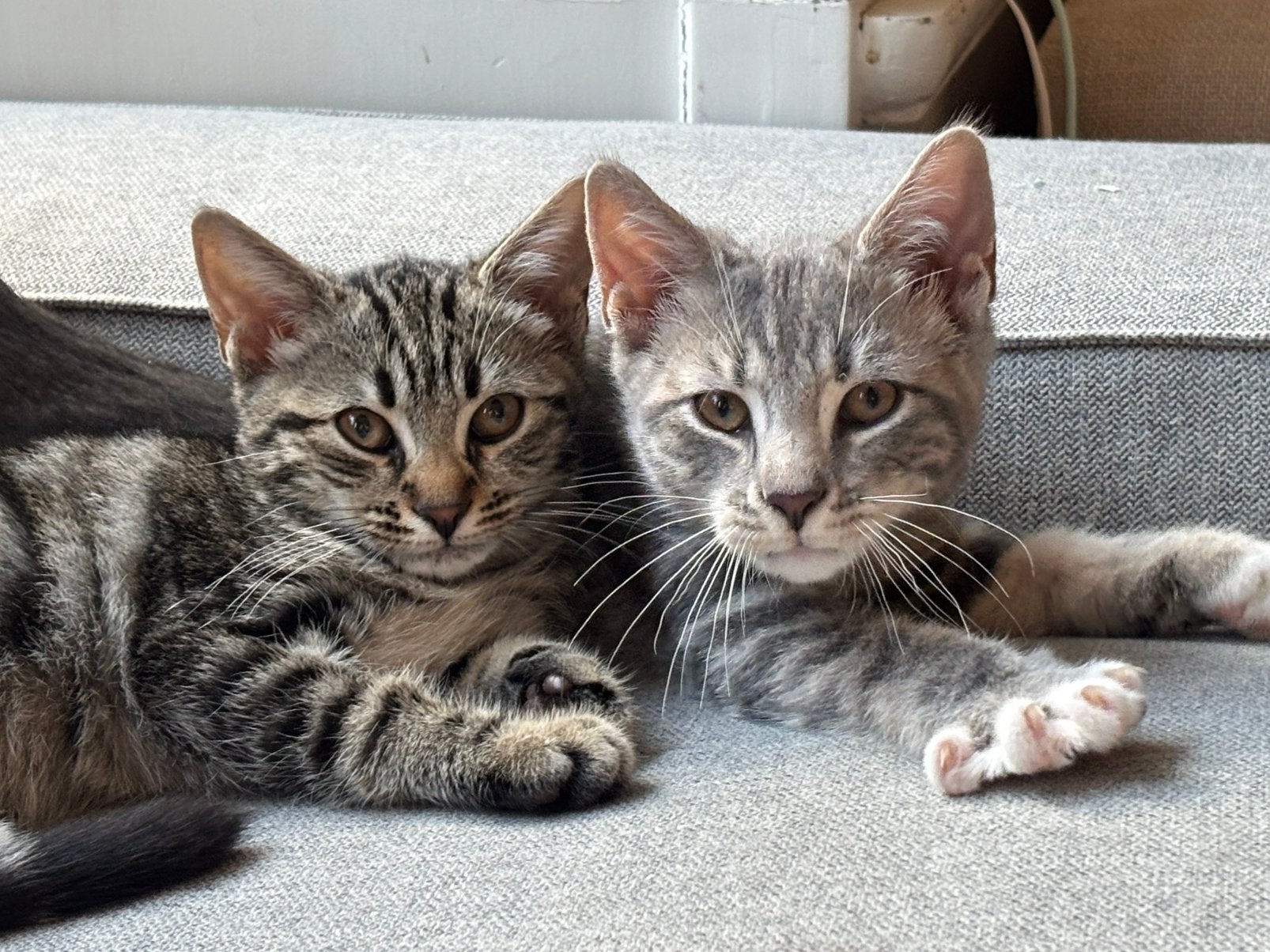 Kittens. Mogen nu al het nestje verlaten., Meerdere dieren, Kortharig, 0 tot 2 jaar