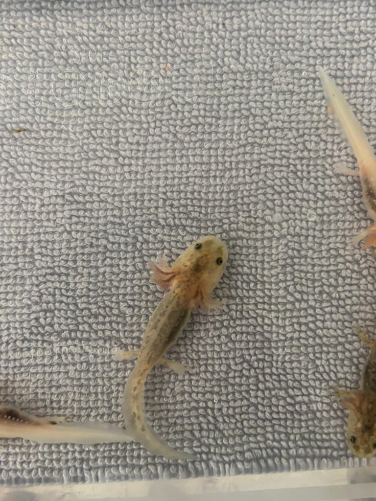 Axolotl, 0 tot 2 jaar