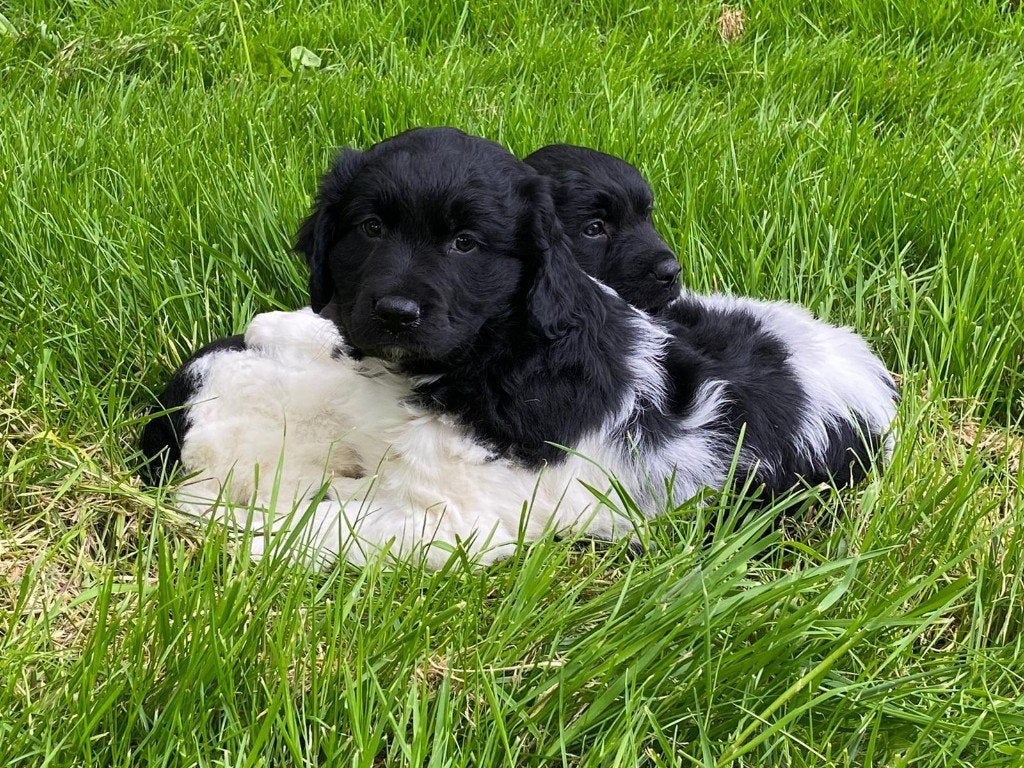 te koop: hele mooie friese stabij pups, Parvo, Overige rassen, 8 tot 15 weken, Meerdere