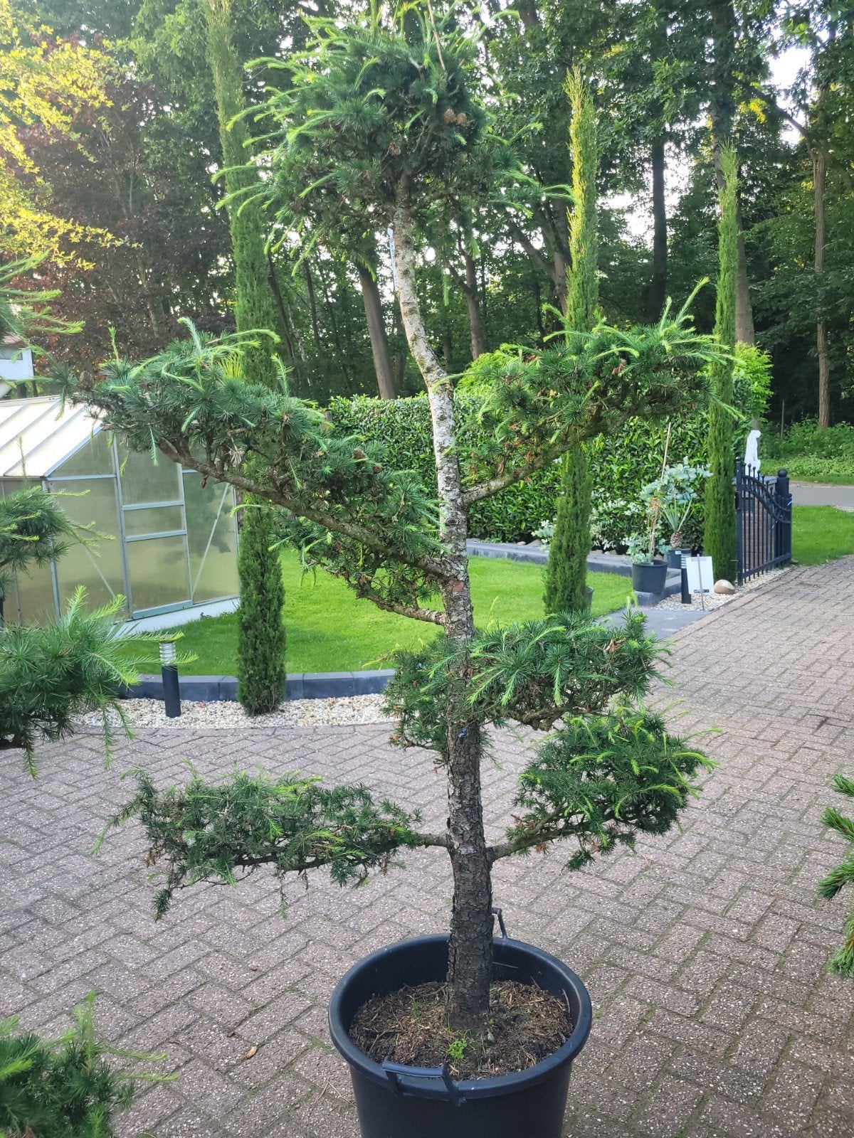 Lariks Kaempferi Pon Pon - 2 meter+ unieke vorm, Bloeit niet, Overige soorten, Ophalen, Volle zon