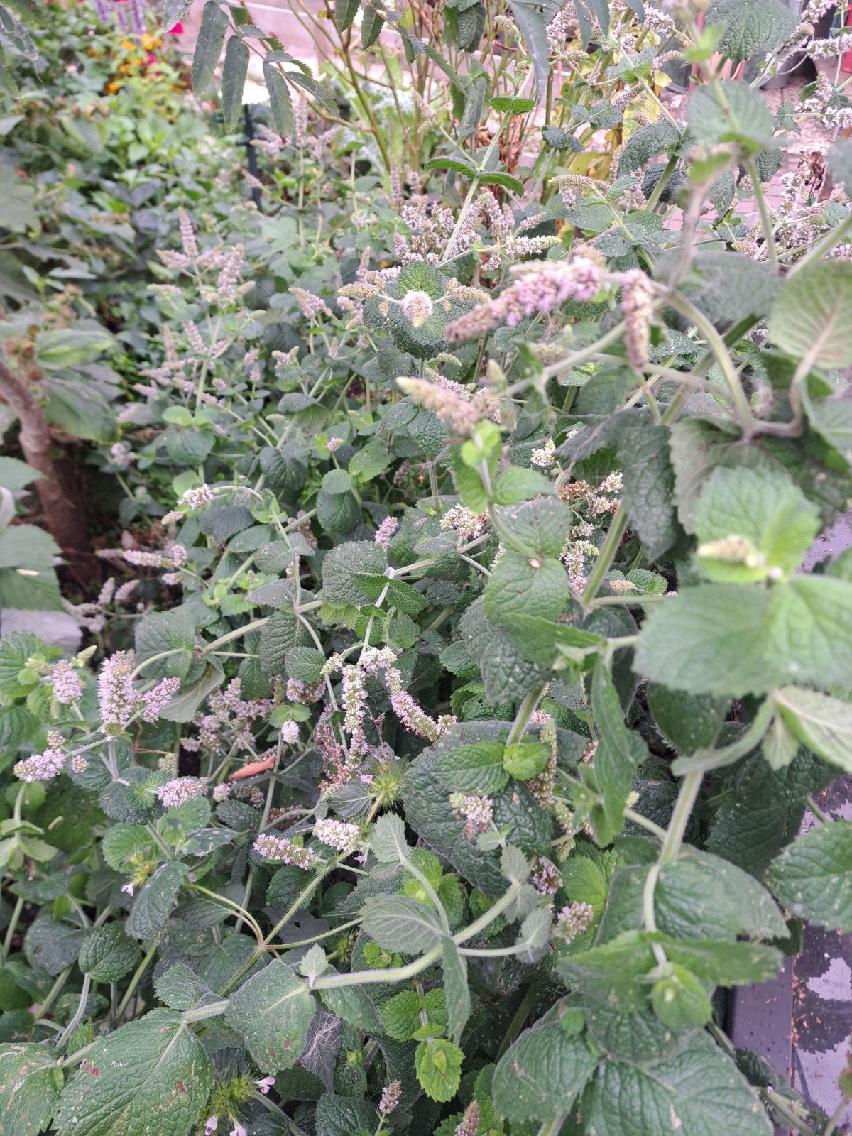 Gratis munt planten, Bloeit niet, Overige soorten, Minder dan 100 cm, Ophalen