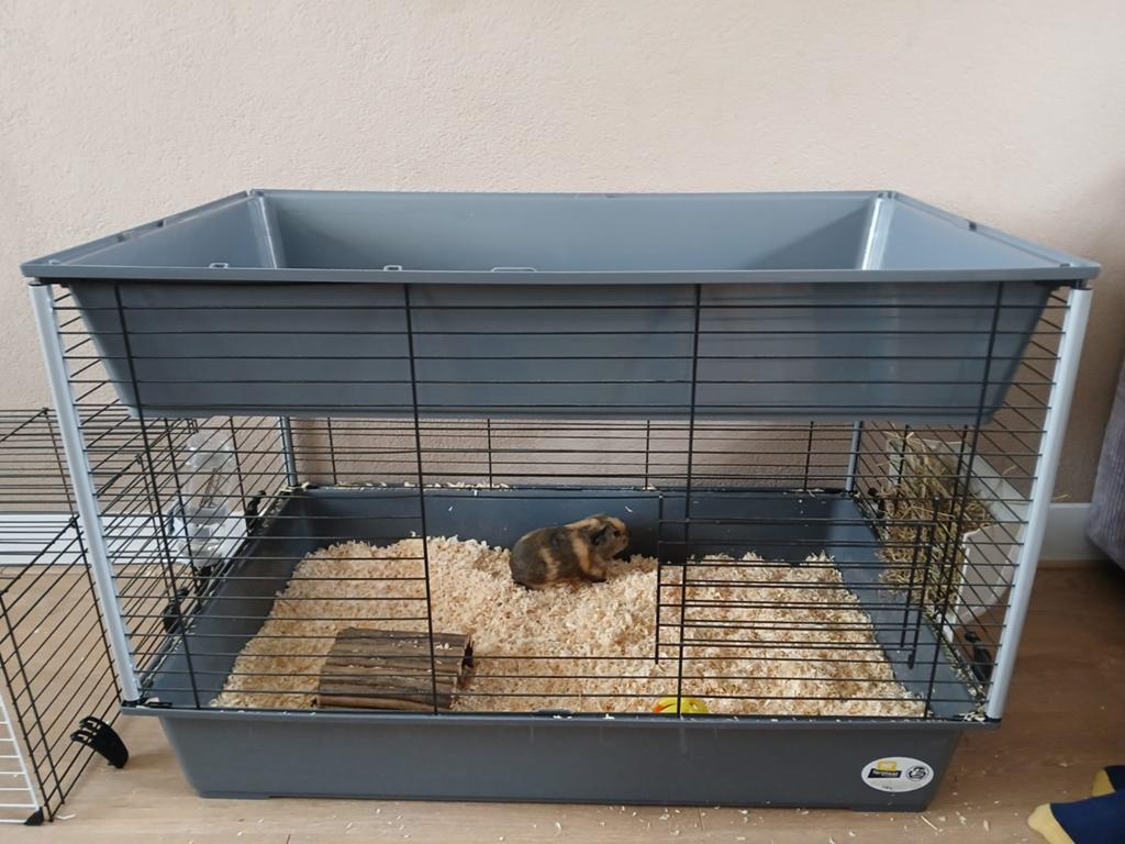 Cavia kooi ( villa ), Ophalen, Kooi, Nieuw, 90 cm of meer