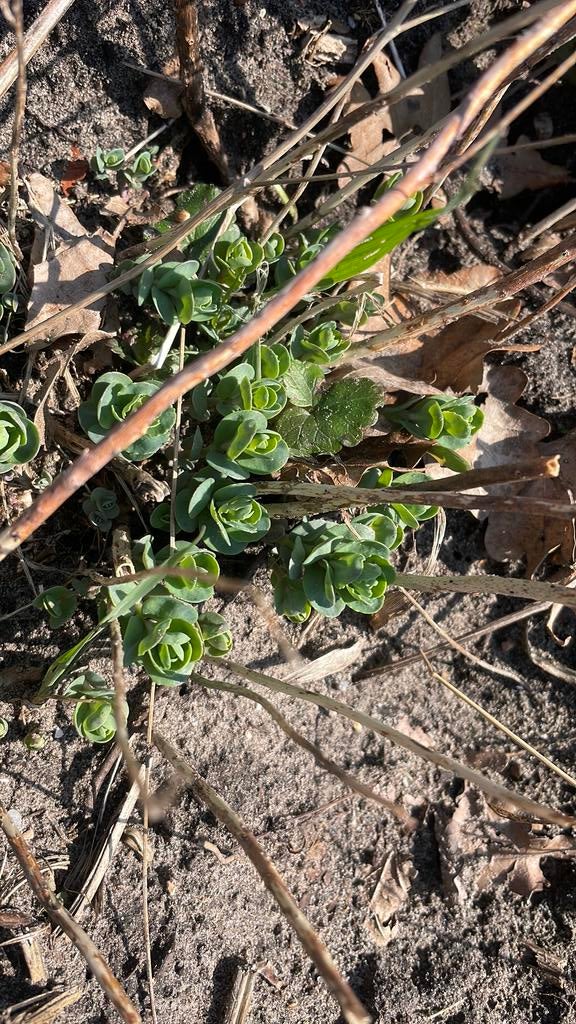 Echte Hemelsleutel vechtdalplant, Ophalen, Overige soorten, Minder dan 100 cm
