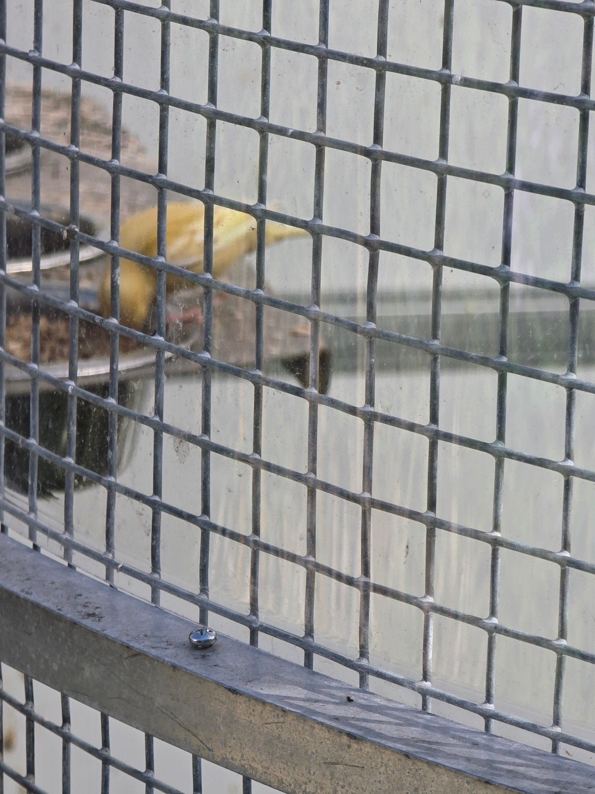Raza Espagñol kanarie zeldzame kleur, Dieren en Toebehoren, Vogels | Overige Vogels, Geslacht onbekend, Geringd