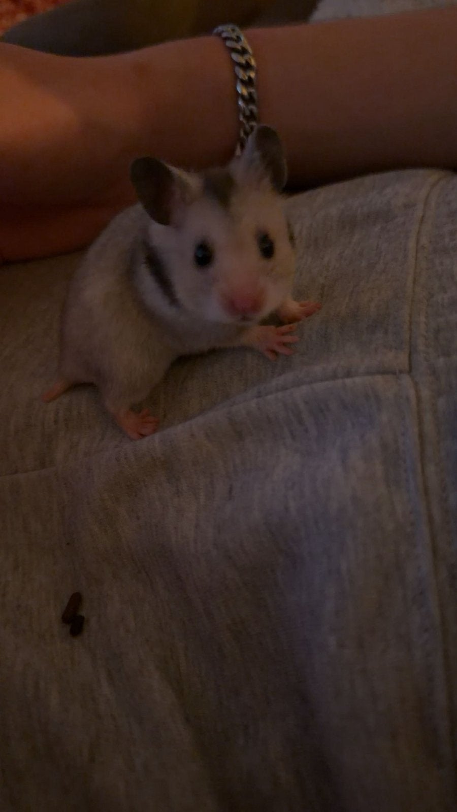 Baby hamsters, Hamster, Juli, Vrouwelijk, Tam