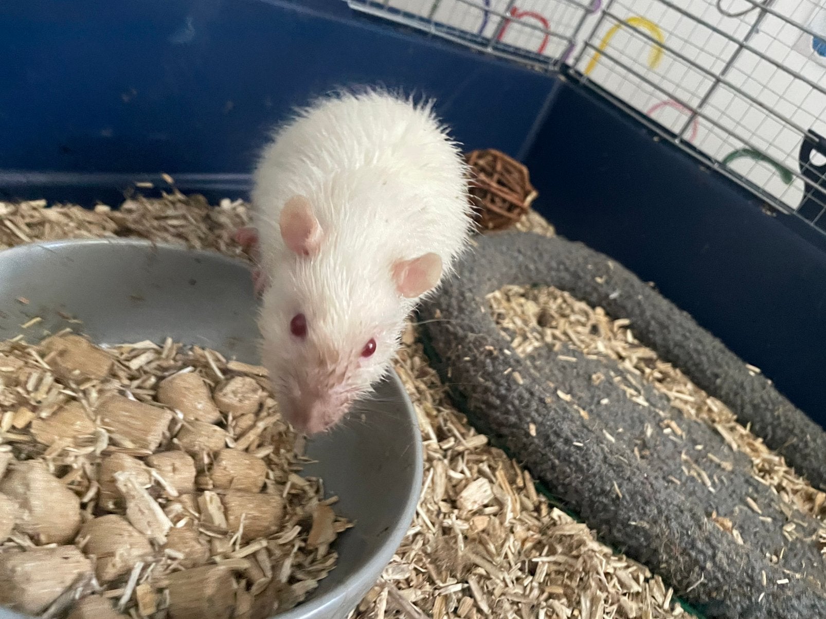 Gratis Siamese ratje – Dringend af te halen in Rotterdam, Rat, April, Mannelijk, Tam