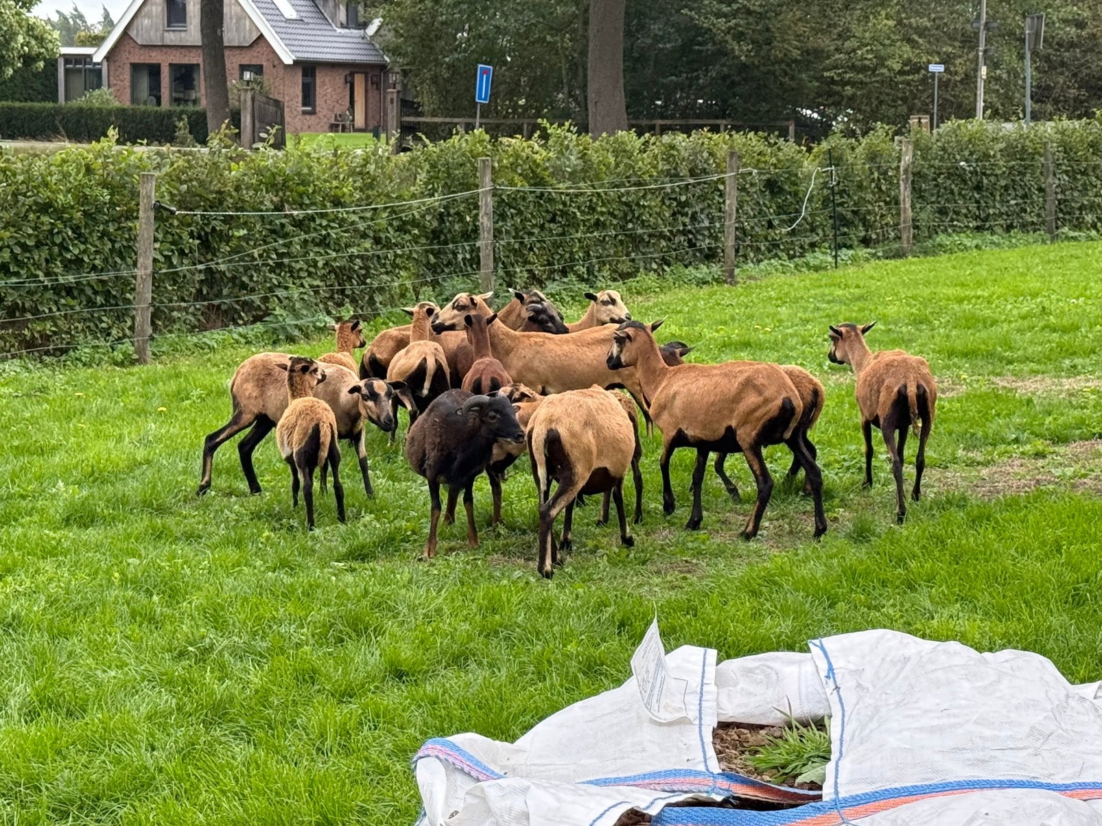 Kameroen schapen., Dieren en Toebehoren, Mannelijk, Schaap