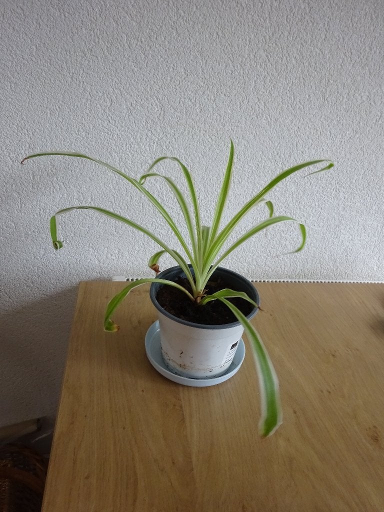 ( nr. 395 )  kamer plant, Huis en Inrichting, Kamerplanten, Ophalen, Overige soorten, Halfschaduw, In pot