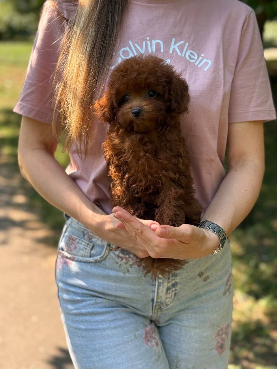 Kuromi – Toy Poodle teefje | Roodbruin, Overige rassen, 8 tot 15 weken, Buitenland, Teef