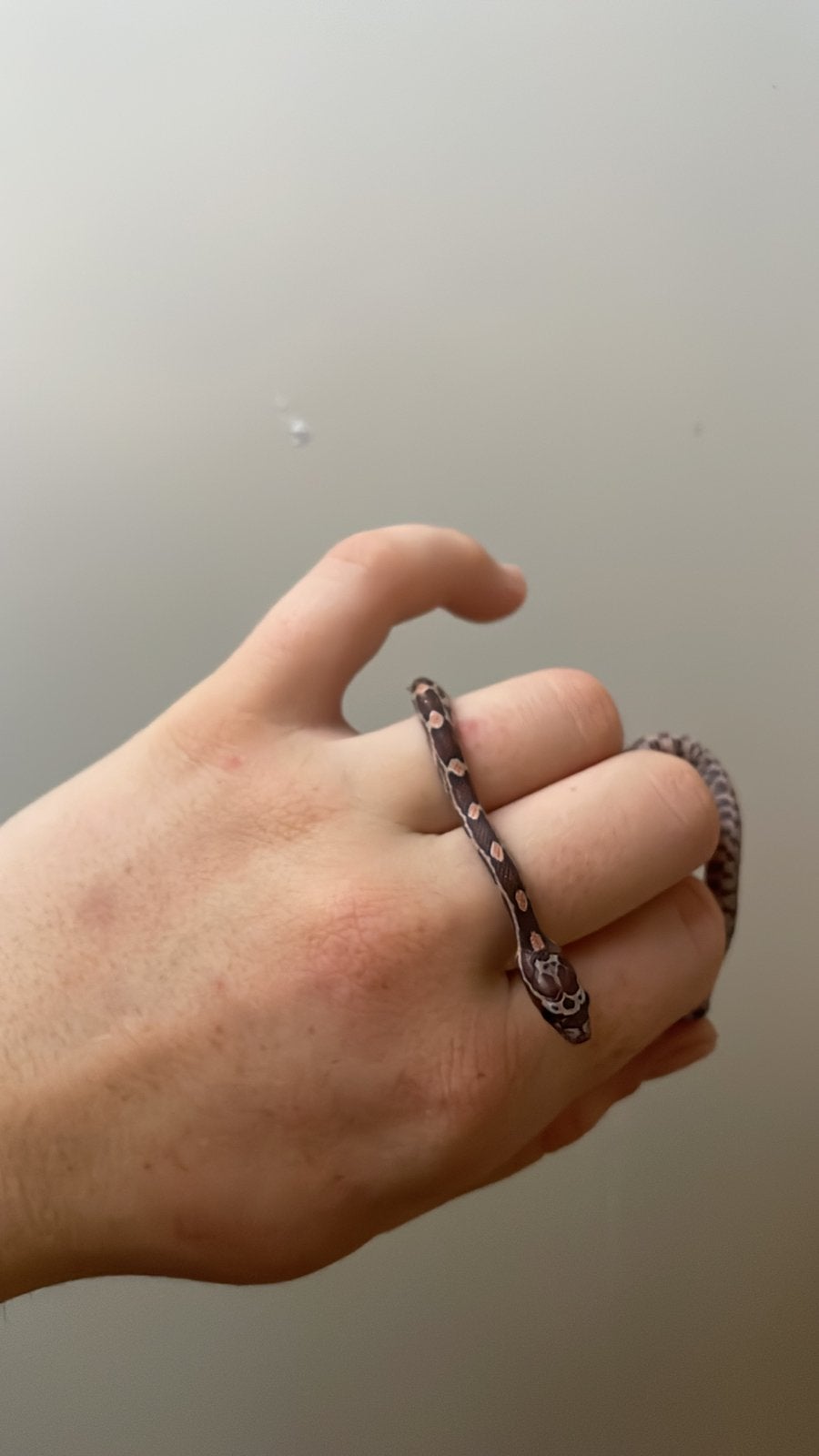 jonge Rattenslangen Pantherophis guttatus nakweek 26, Dieren en Toebehoren, Slang, Tam, 0 tot 2 jaar