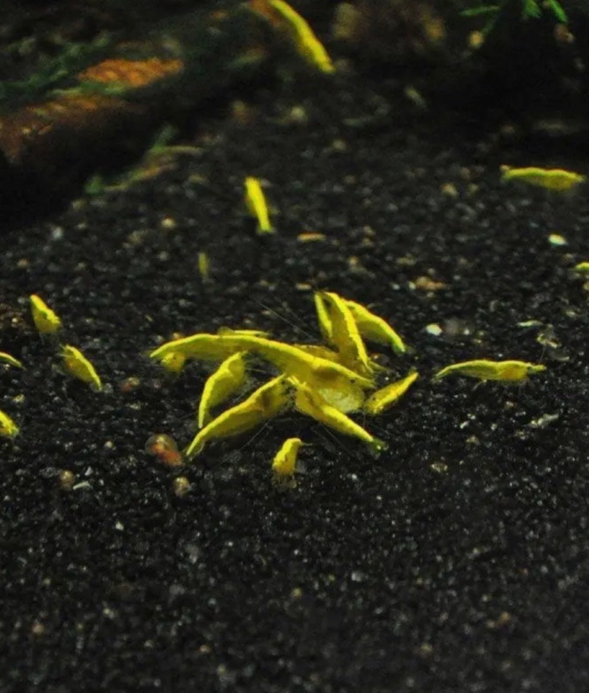 Neocadirina garnalen, Dieren en Toebehoren, Vis
