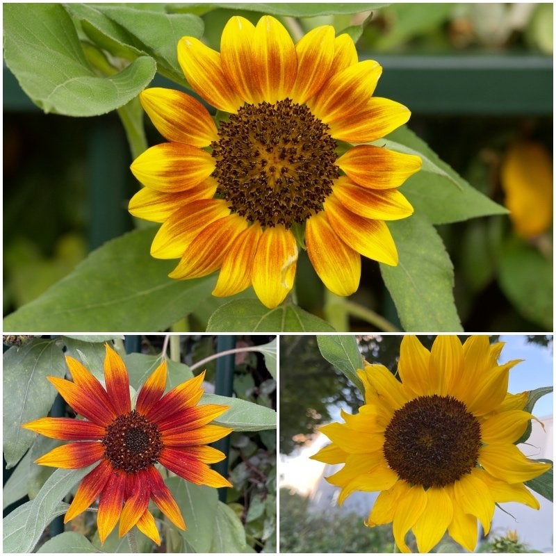 Zaden zonnebloem middel, rood/geel mix (Helianthus annuus), Ophalen of Verzenden, Voorjaar, Volle zon, Zaad
