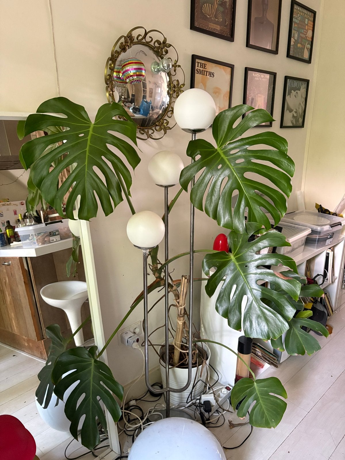 Large monstera plant, Ophalen, Gebruikt, Glas, 150 tot 200 cm