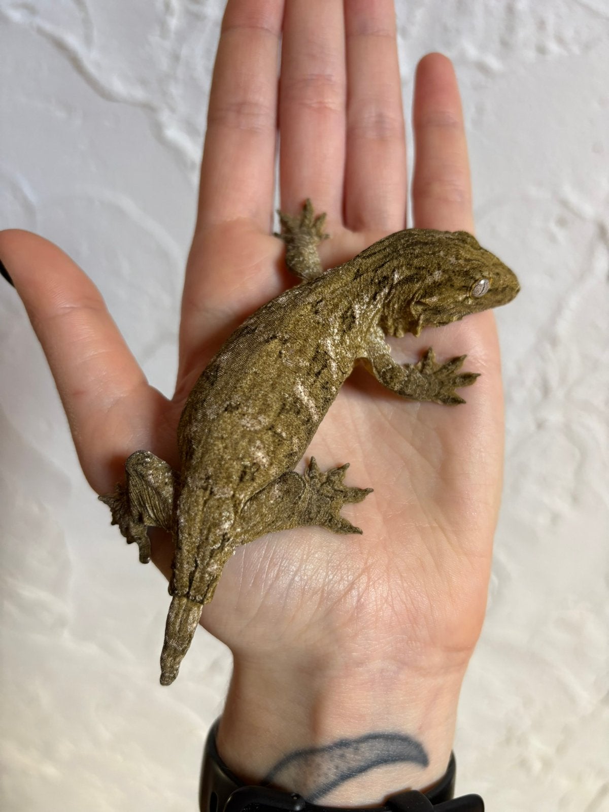 Pine Island leachianus, Dieren en Toebehoren, Hagedis, Tam, 0 tot 2 jaar