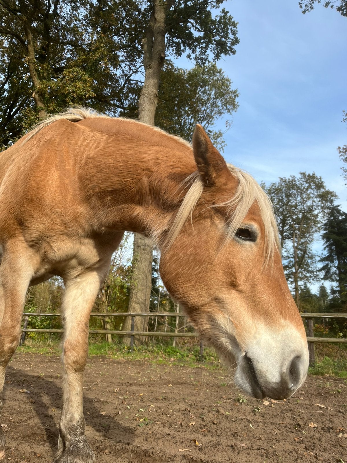 Stalhulp/ bijrijder gezocht haflingers leasepaard, Dieren en Toebehoren, Ophalen, Zo goed als nieuw, Rijden