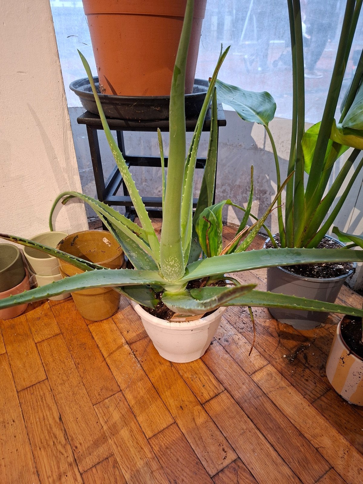 Aloë Vera, Ophalen, Vetplant, Halfschaduw, In pot