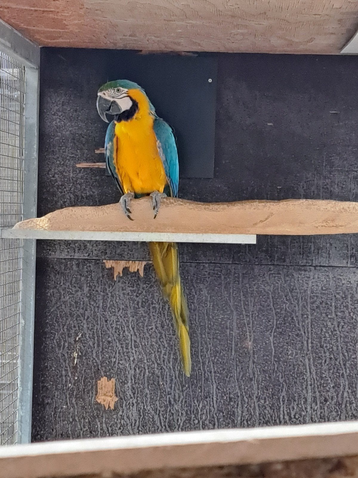 blauwgele ara, Dieren en Toebehoren, Geslacht onbekend, Papegaai