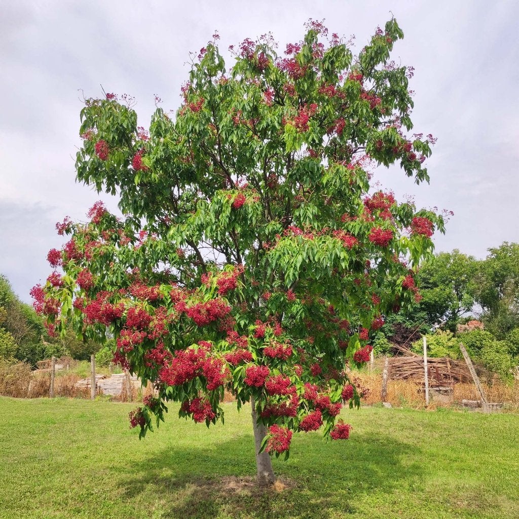 BOOM Tetradium daniellii Bijenboom zomerbloei geurt herfstkl, Overige soorten, Volle zon, Vaste plant, Ophalen of Verzenden