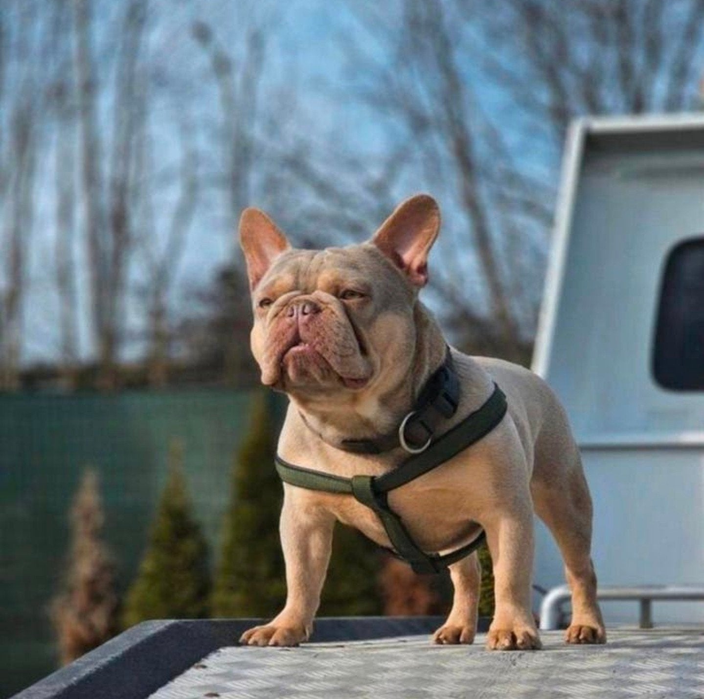 Franse bulldog dekreu (TOPDNA), Dieren en Toebehoren, Honden | Bulldogs, Pinschers en Molossers, België, Fokker | Hobbymatig, Reu