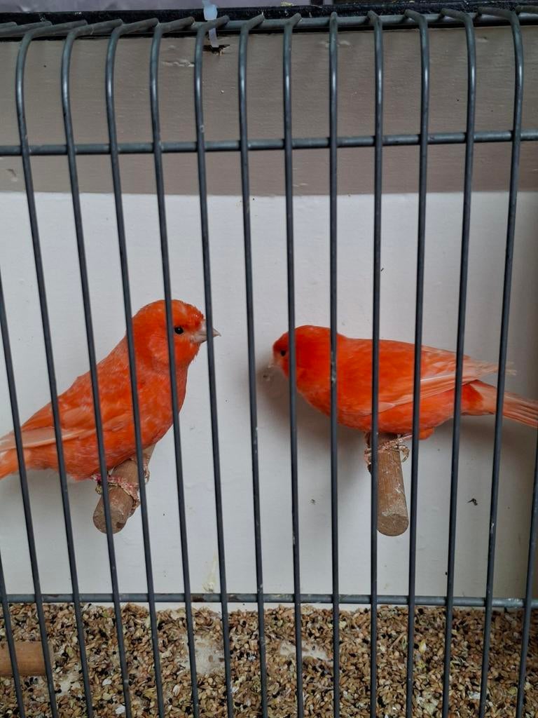4 koppels rode kanaries, Dieren en Toebehoren, Vogels | Kanaries, Meerdere dieren, Kleurkanarie