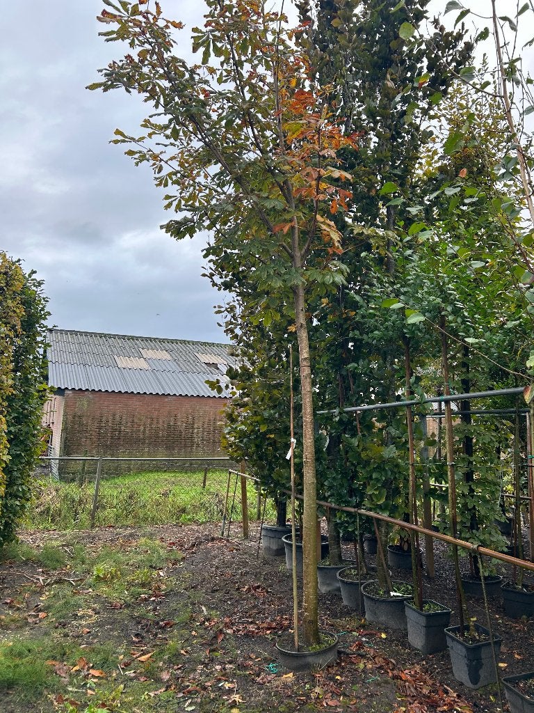 Paardenkastanje, Tuin en Terras, Overige soorten, Lente, 400 cm of meer, Ophalen