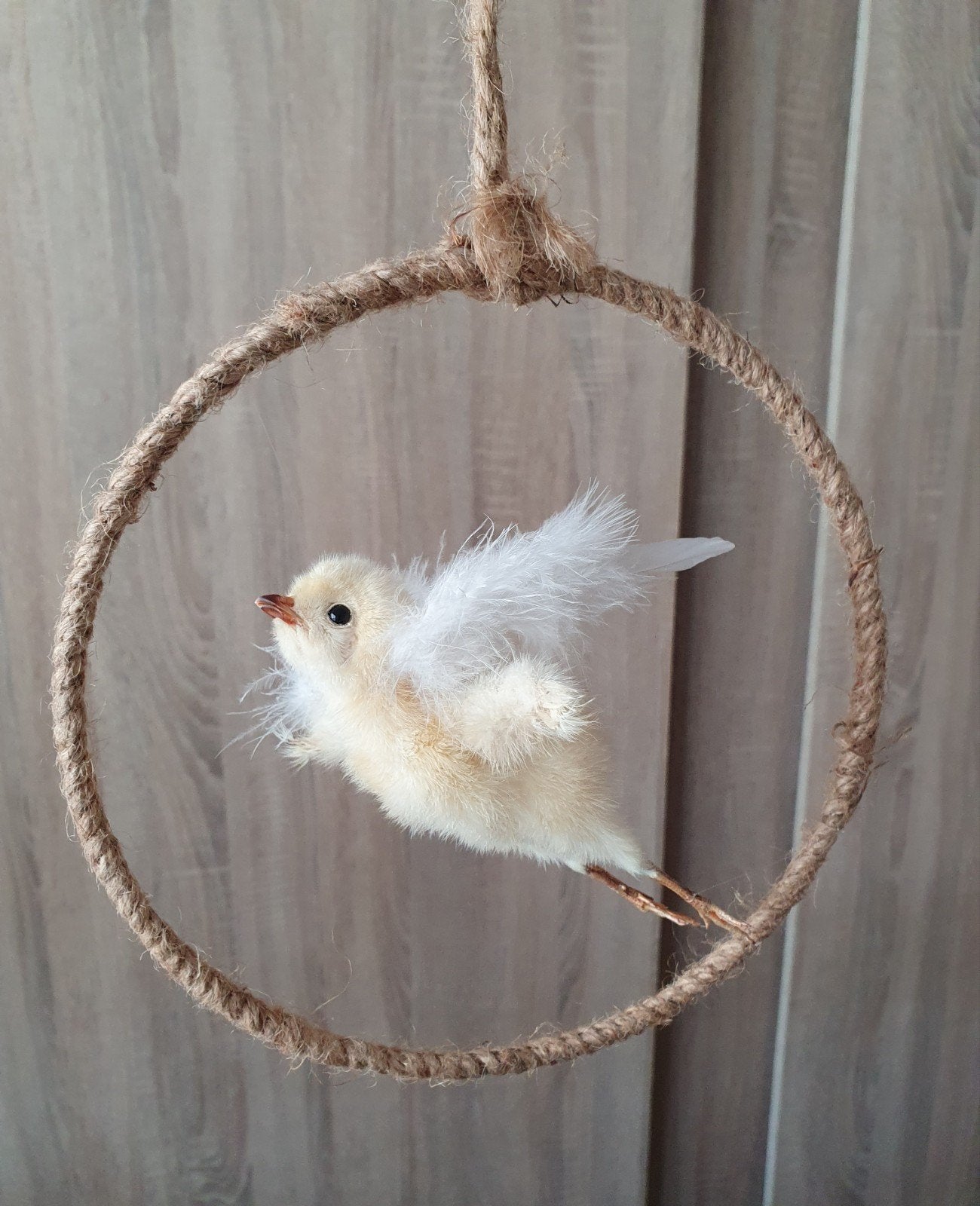 opgezet kuikentje taxidermy taxidermie curiosa, Verzamelen, Dierenverzamelingen, Ophalen of Verzenden, Nieuw, Vogel, Opgezet dier