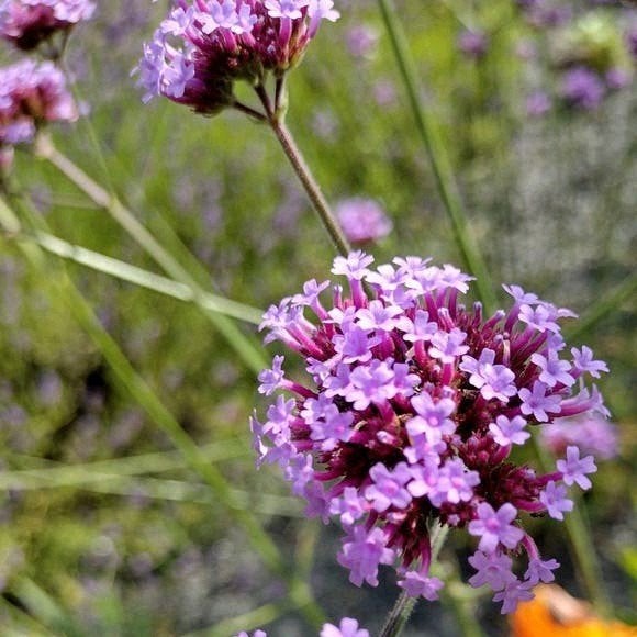 Zaden IJzerhard - Verbena bonariensis meerjarig, Verzenden, Voorjaar, Volle zon, Zaad