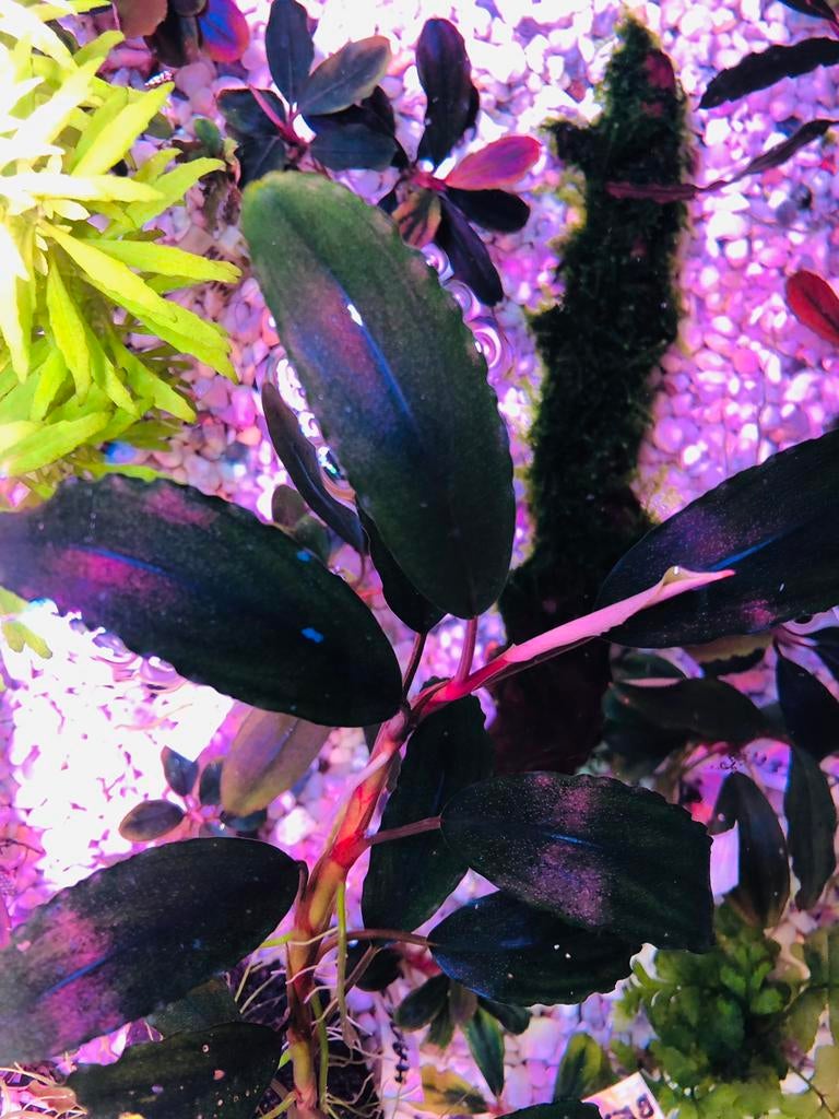 Bucephalandra Sekadau Blue, Dieren en Toebehoren, Vissen | Aquaria en Toebehoren, Ophalen of Verzenden, Plant(en), Steen of Hout