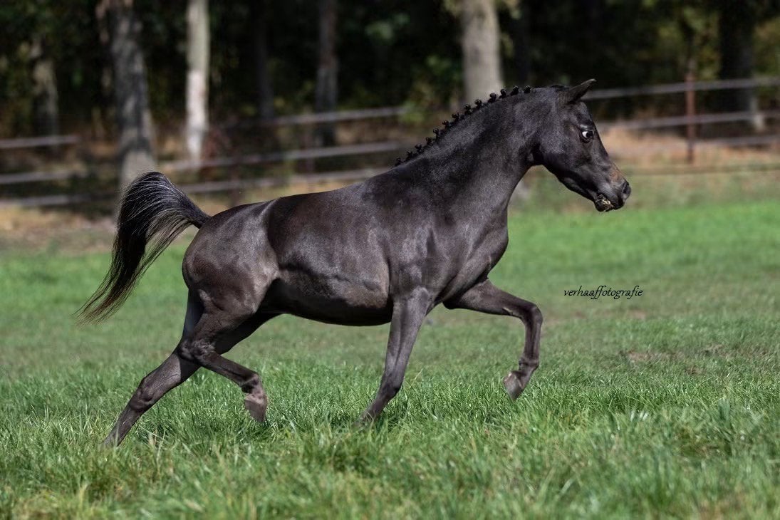 Unieke appaloosa mini merrie, Dieren en Toebehoren, Pony's, Merrie, A pony (tot 1.17m), Met stamboom, 3 tot 6 jaar