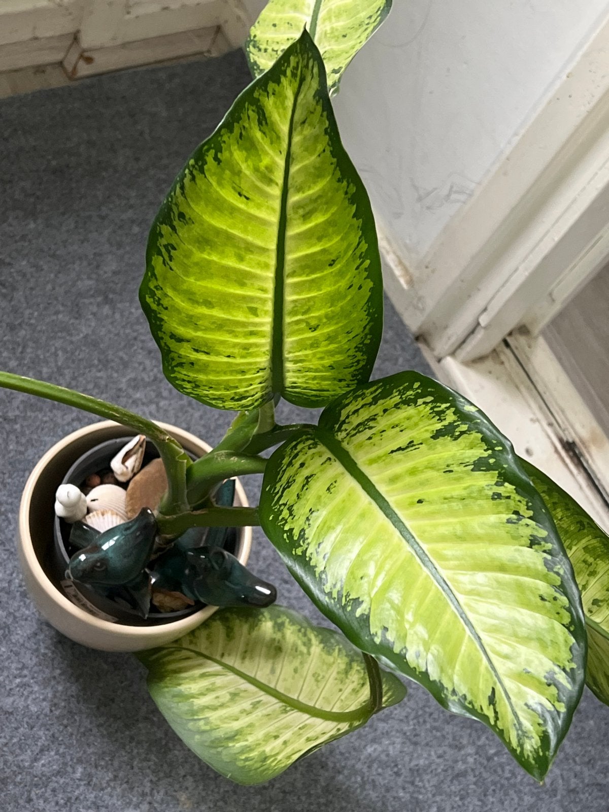 Prachtige Dieffenbachia kamerplant in pot, Overige soorten, In pot, Minder dan 100 cm, Groene kamerplant