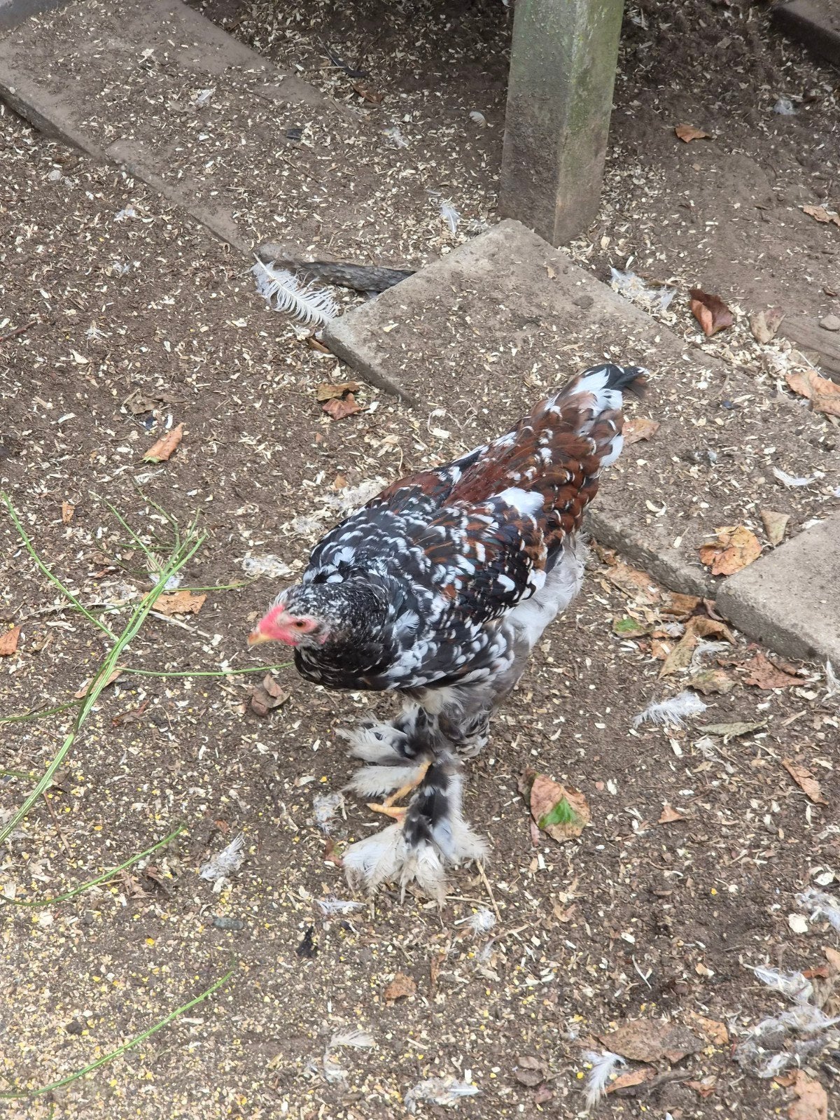 jonge Brahma hanen groot., Dieren en Toebehoren, Mannelijk, Kip