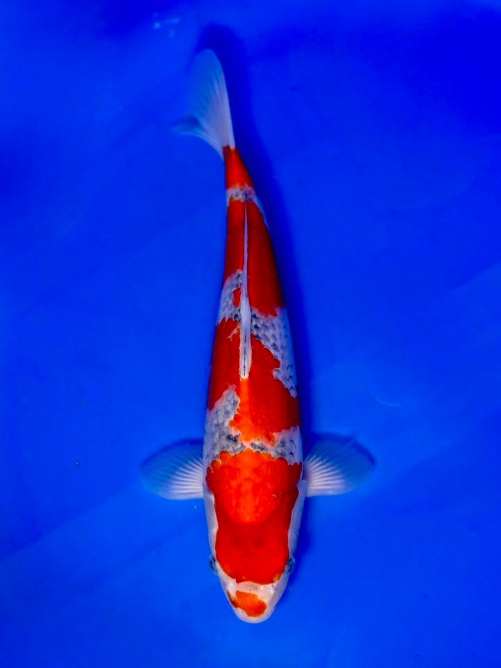 VHQ Goshiki – Conias | Young Nisai (37–42 cm), Dieren en Toebehoren, Karper of Koi