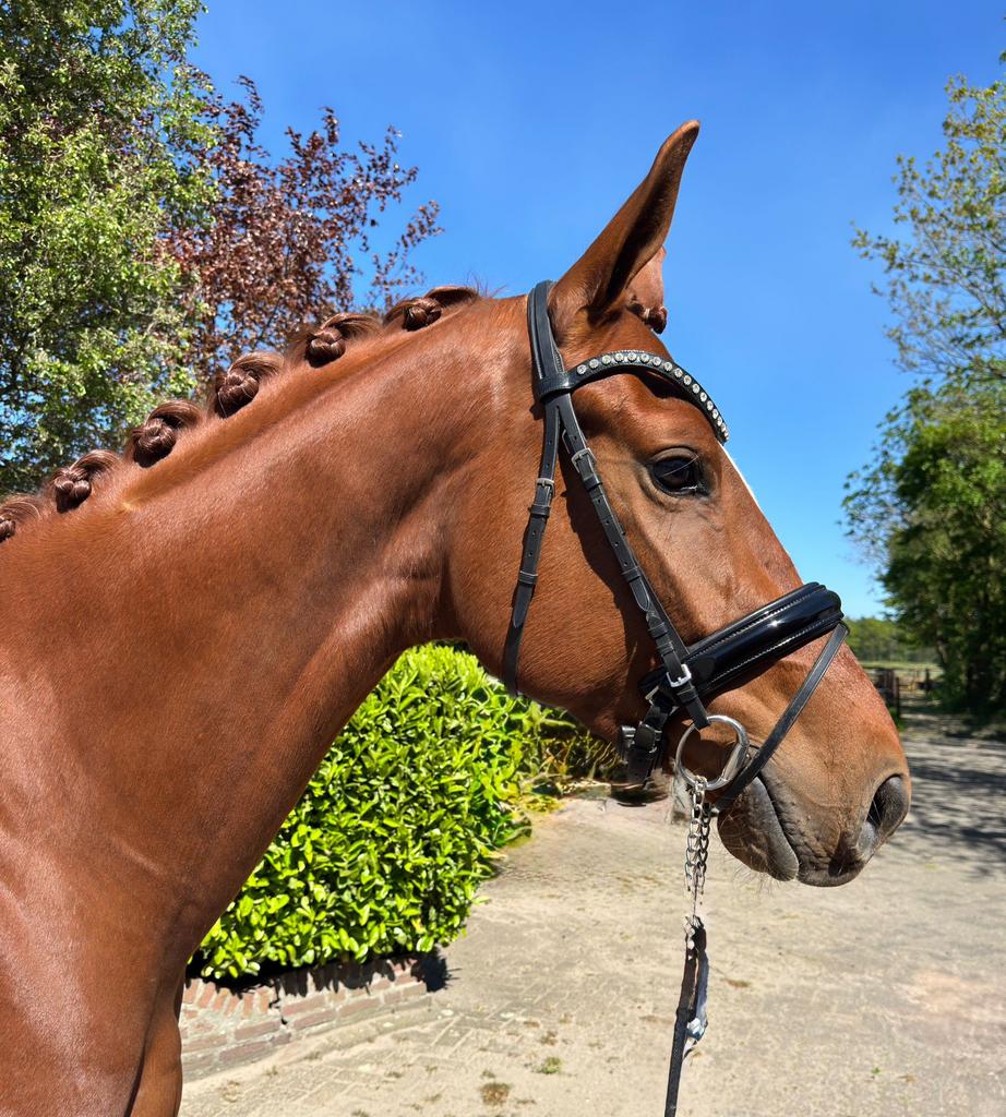 Lieve 4 jarige ruin te koop, Dieren en Toebehoren, Paarden, Ruin, Dressuurpaard, 3 tot 6 jaar, 165 tot 170 cm