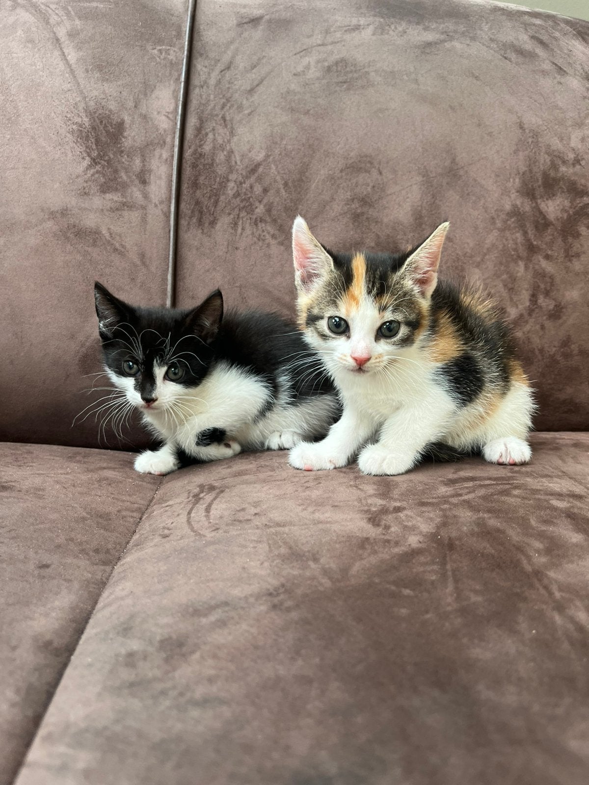 3 lieve kittens, Poes