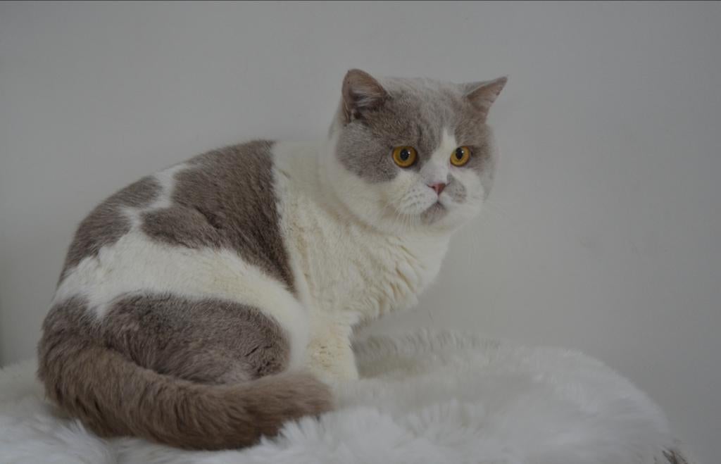 Britse korthaar fawn wit dekkater (NIET TE KOOP), Dieren en Toebehoren, Katten en Kittens | Dekkaters