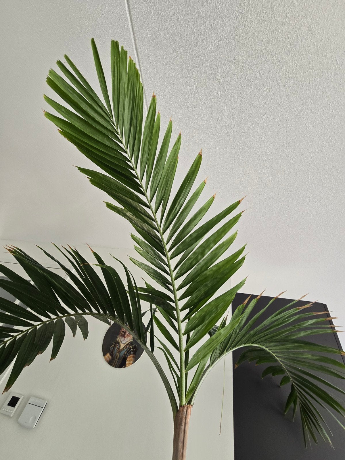 Prachtige palm (Veitchia merrillii), Ophalen, In pot, Halfschaduw, 200 cm of meer