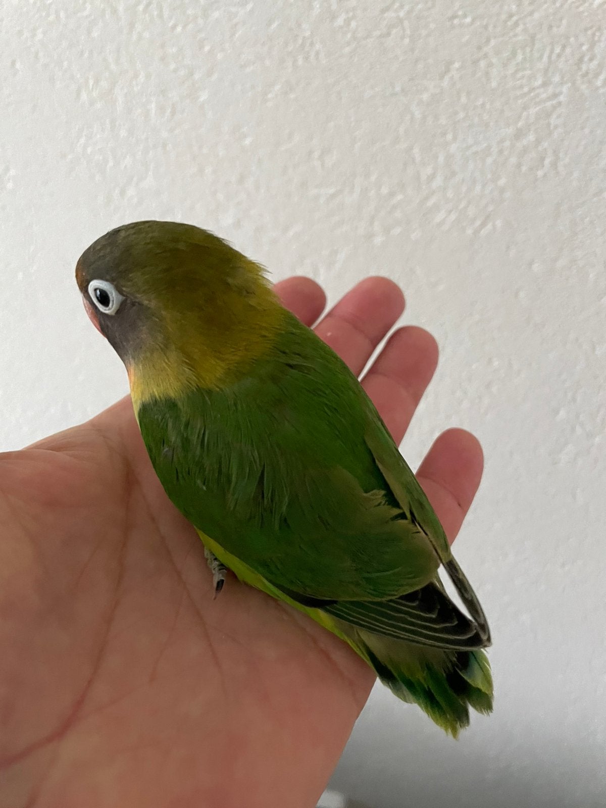 Prachtige Gezonde Agapornis Dwergpapegaai Lovebird Handtam, Meerdere dieren, Dwergpapegaai of Agapornis, Tam