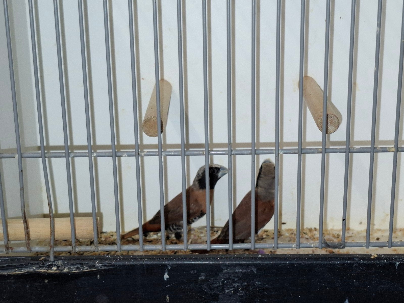 koppel dwergrietvinken, Dieren en Toebehoren, Meerdere dieren, Tropenvogel, Geringd