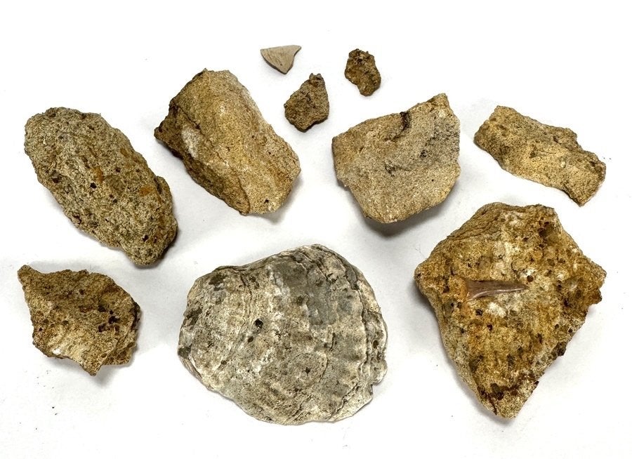 727. Collectie stenen en fossielen – prehistorie